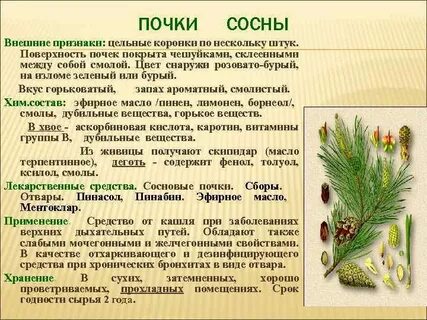 Свойства шишки