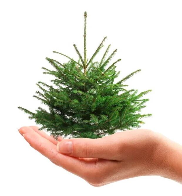 Ель в руках. Ель пумила нигра. Хочешь сосну прикол. Верхушки елей. Ели выдержал.