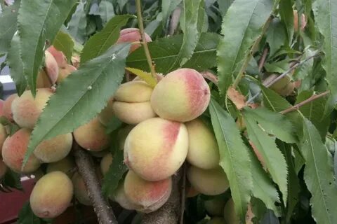 Персику кудус псик