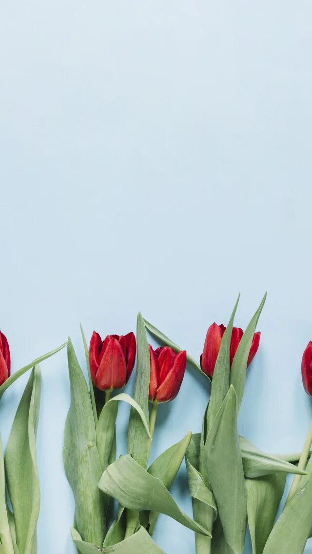 Тюльпаны минимализм. Цветы тюльпаны. Красные тюльпаны. Красивые тюльпаны. Тюльпаны разноцветные.