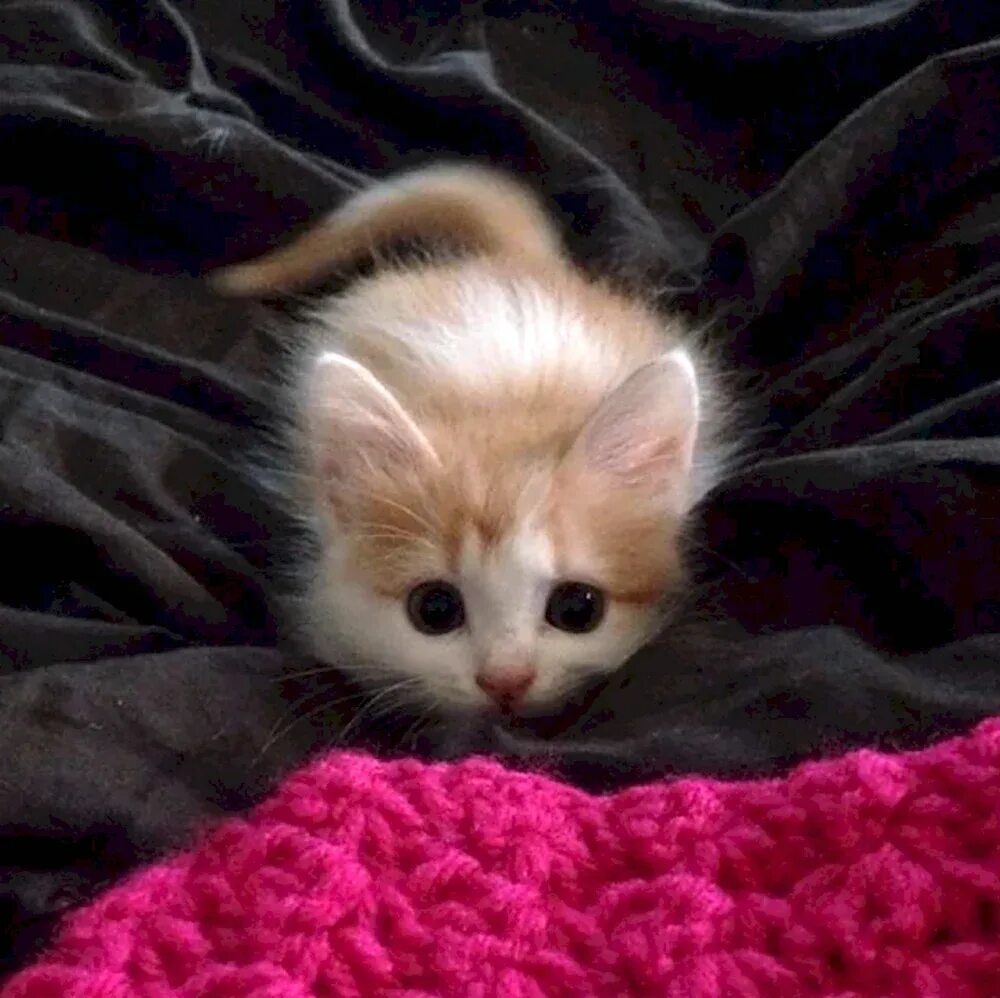 Котята милашки. Милый котик. Красивые котята. Кошки маленькие милые. Милый котенок.