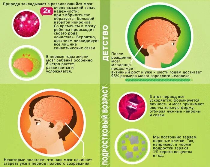 Brain год. Развитие мозга. Стадии развития мозга по годам. Развитие мозга ребенка. Формирование мозга у ребенка.