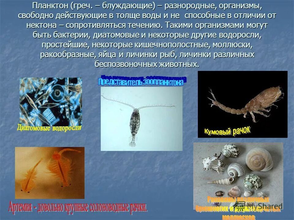 Сообщение о планктоне. Планктон водоросли и бактерии. Водоросли и животные. Планктон живой организм. Планктон живой организм.