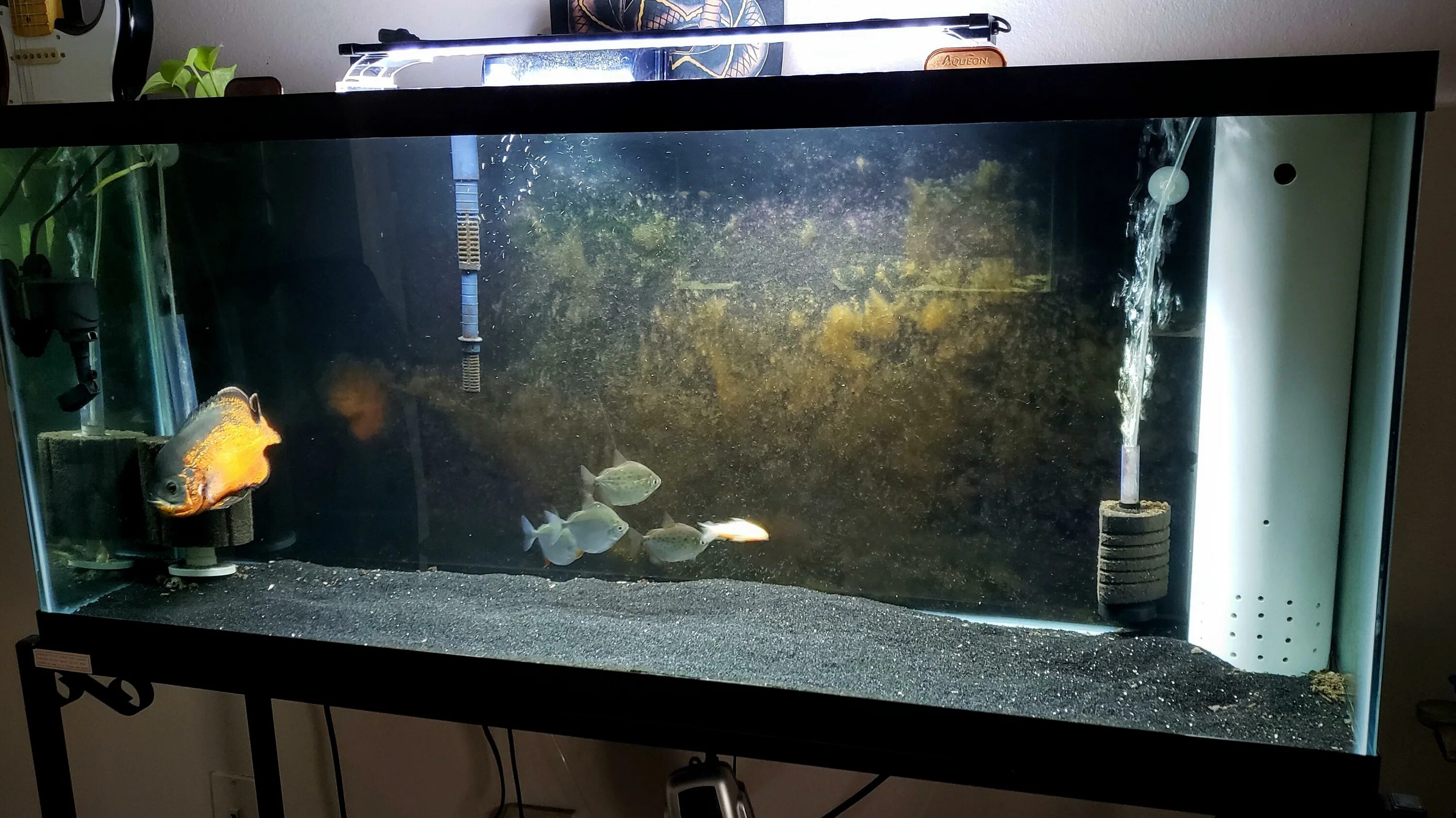 Аквариум 100л со светодиодными лампами. Надо ли выключать фильтр в аквариуме на ночь. 23. Золотая рыбка в аквариуме с фильтром. Лампочка для аквариума 25 литров.