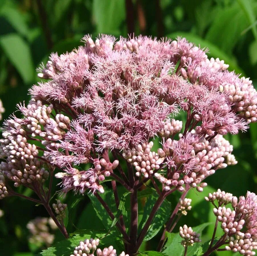 Посконник пятнистый Atropurpureum. Посконник пятнистый (Eupatorium maculatum `Atropurpureum`). Посконник пятнистый (Eupatorium maculatum). Евпаториум - посконник.. Посконник купить семена