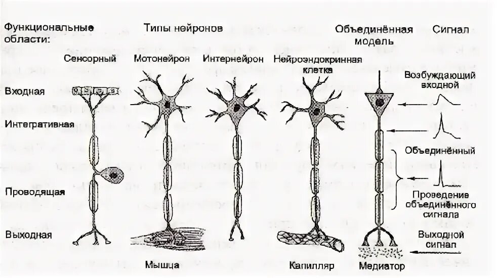 Важными компонентами структуры нейронов является. Нервная ткань классификация нейронов. строение и функциональная классификация нейронов. типы нейронов схема. классификация нейронов схема.
