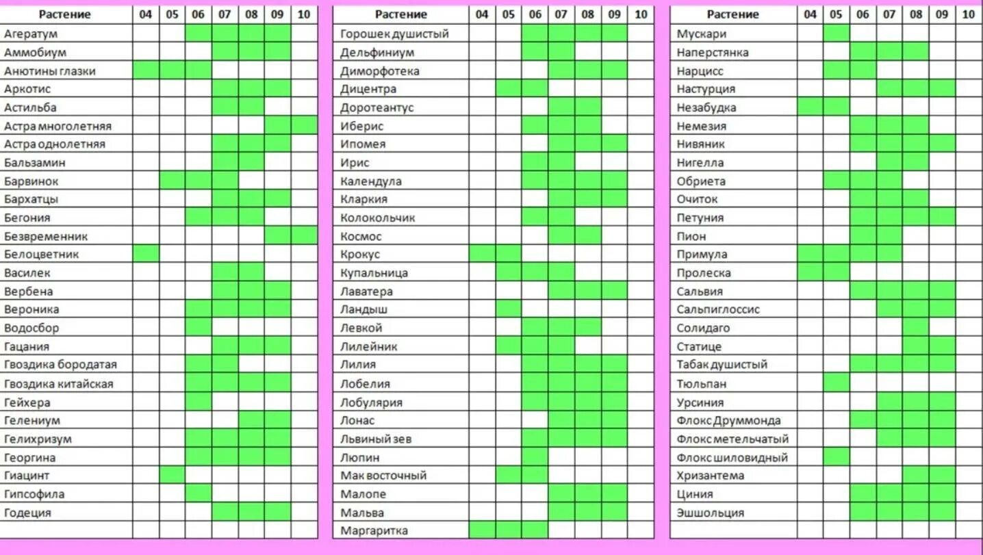 Через сколько дней зацветает. Таблица сроков цветения многолетников. Таблица периода цветения многолетников. Таблица цветения растений по месяцам. Сроки цветения многолетников.