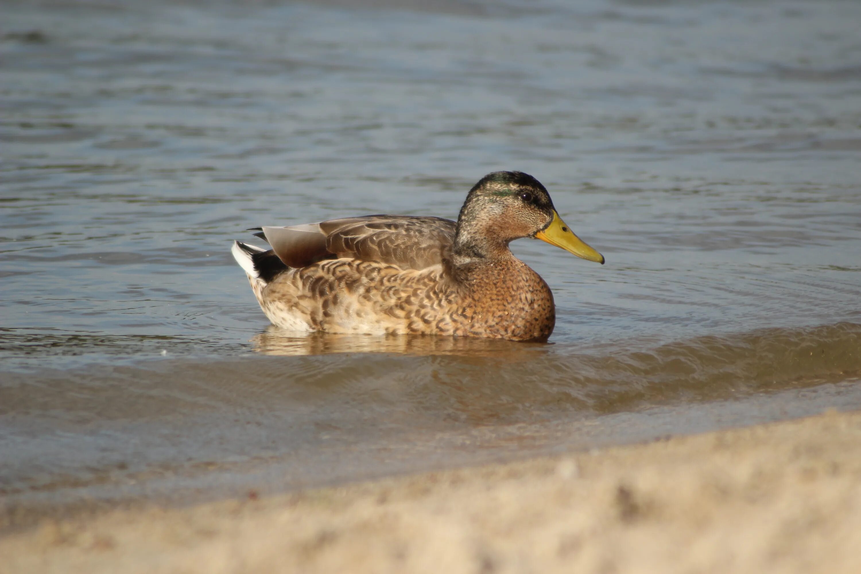 Duck com. Озеро с утками фото. Гусь плывет картинка. Фото животные домашние птицы озеро. Duck domain.