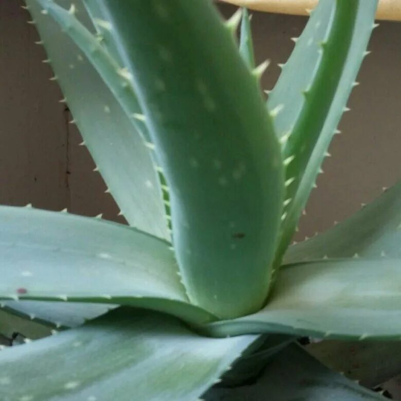 суккулент алоэ. алоэ митриформис. алоэ перфолиатум. алоэ древовидное (aloe arborescens). коротколистное (aloe brevifolia).