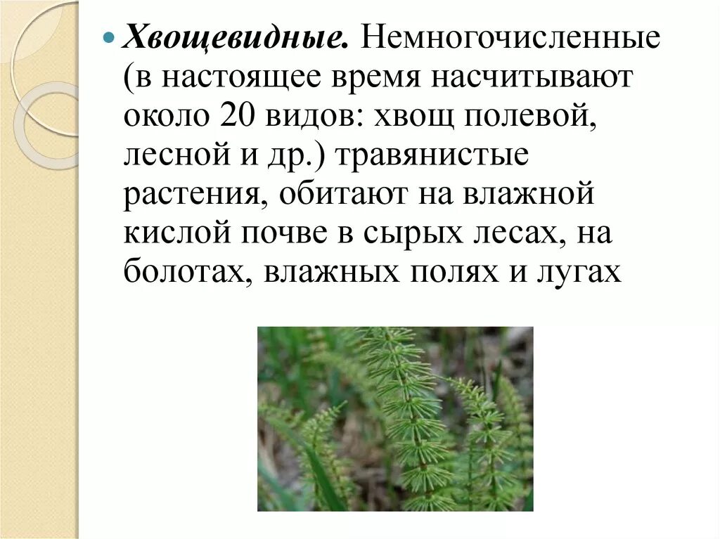 Плауны хвощи папоротники 6 класс. Хвощи информация кратко. Сообщение папоротники хвощи плауны. Значение папоротников хвощей и плаунов. Значение вымерших плаунов и хвощей в природе