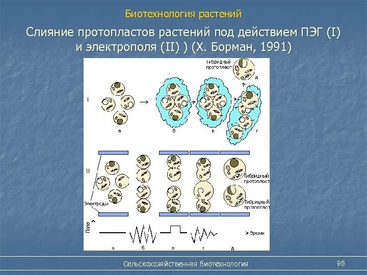 Схема получения протопластов и гибридных структур. Способы слияния протопластов. объединение протопластов клеток. способ получения гибридных клеток протопластов. слияние протопластов растений.
