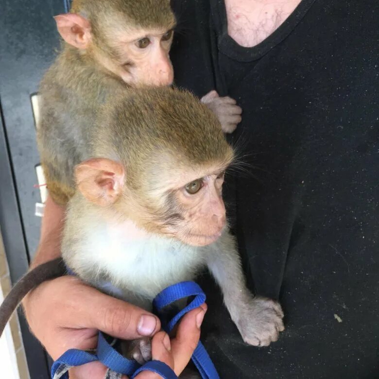 живые обезьянки недорого. живые обезьянки недорого. домашние обезьянки. маленькие обезьянки. ручные обезьянки живые.