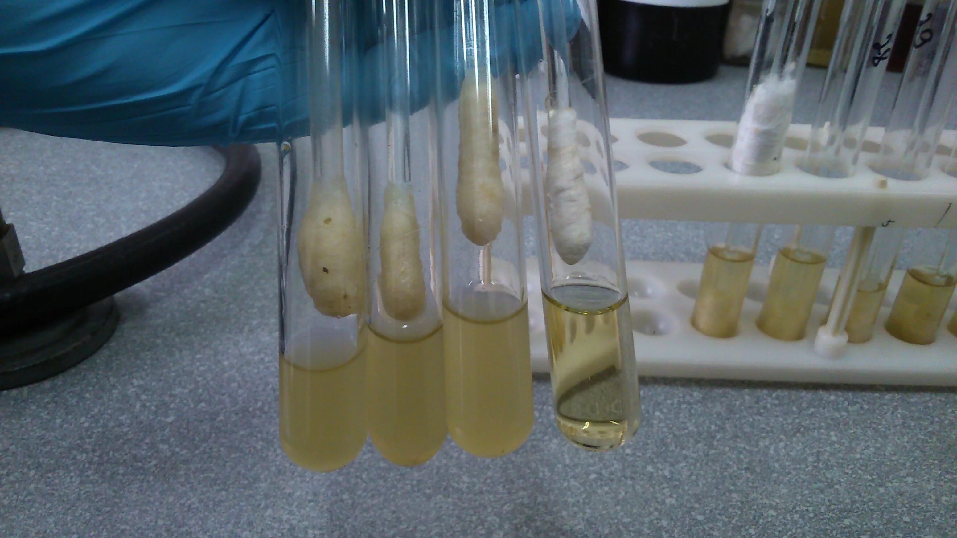 бактериологическое исследование. смыв микробиология. смыв с оборудования микробиология. смыв микробиология. смыв микробиология.