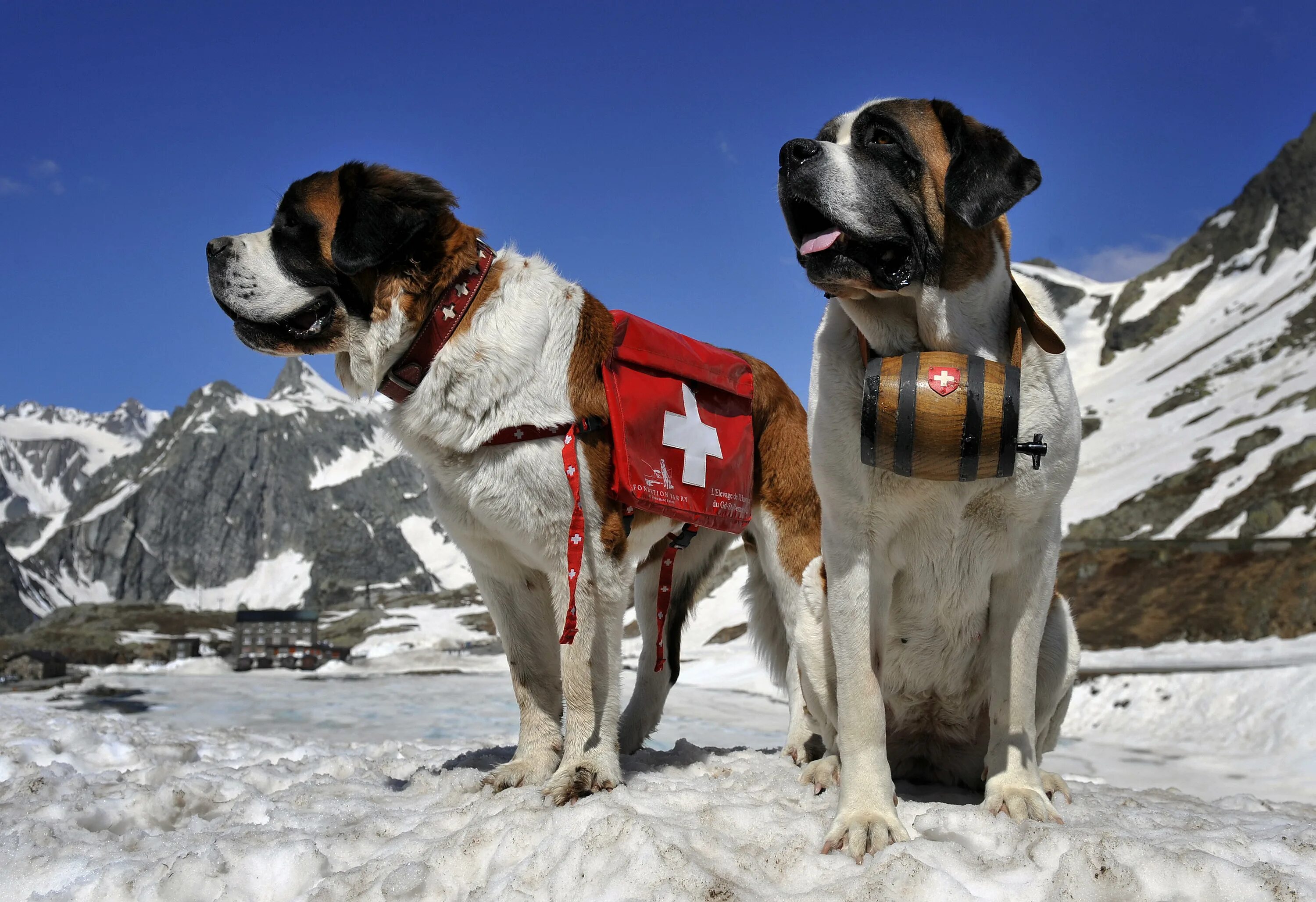 Горны для собак. Сенбернар рыжий. Горны для собак. Сенбернар спасатель с бочонком. Сенбернар швейцария.