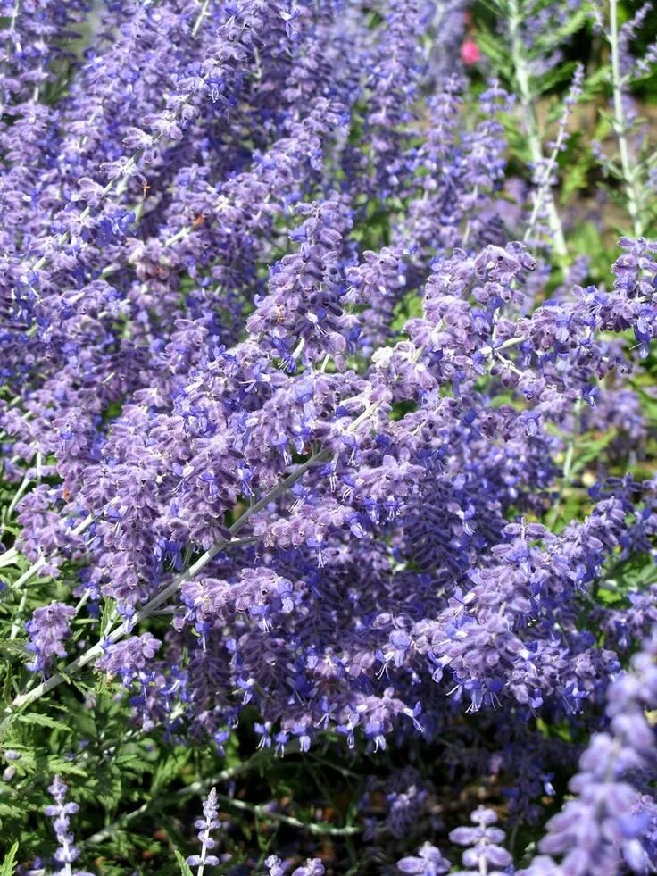 Russian plants. Perovskia atriplicifolia Lacey Blue. Вербена перовския. Перовские Блю Spire. Перовския голубой шпиль.