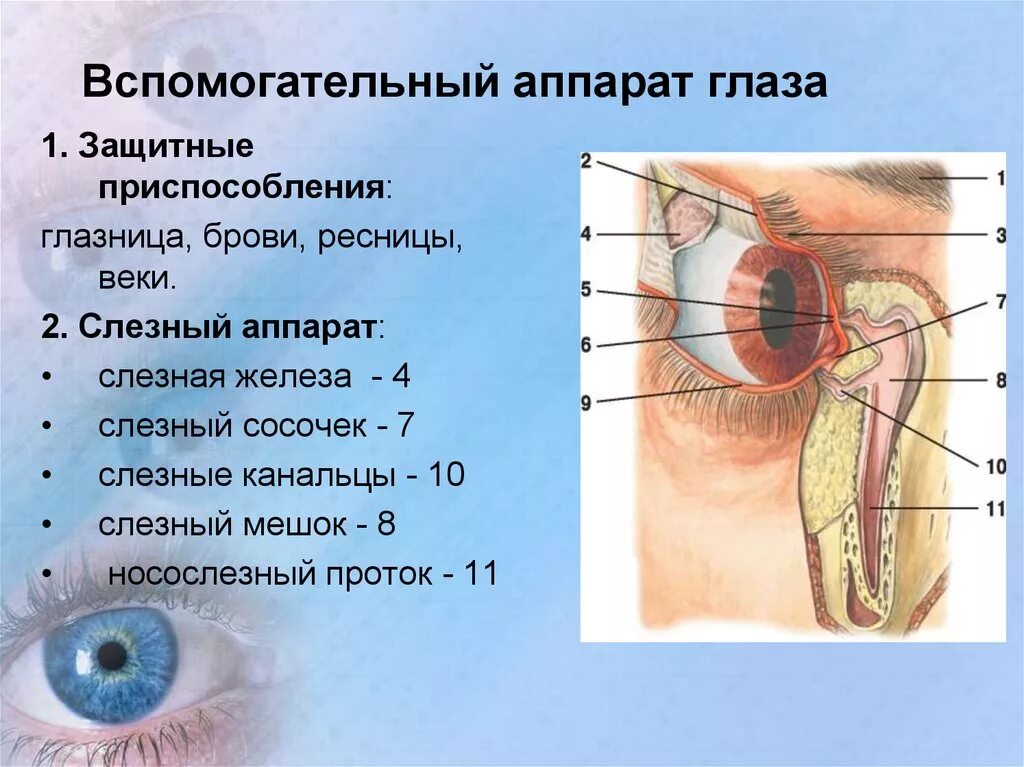 Слезные железы вспомогательный аппарат. Вспомогательный аппарат глаза слезный аппарат. Элементы вспомогательного аппарата глаза. Вспомогательный аппарат глазного яблока анатомия. Строение вспомогательного аппарата глаза схема.