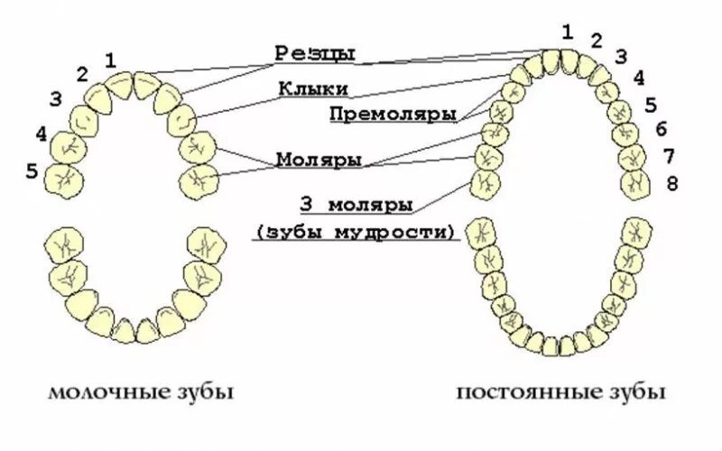 Зубы молочного прикуса схема. Схема молочных и постоянных зубов. Строение молочных и коренных зубов.