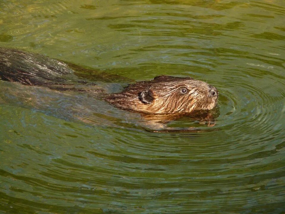 Beaver Swimming in Heart Lake, Yellowstone - YouTube