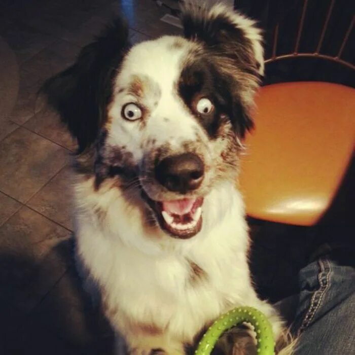 Цвергшнауцер щенки. Смешные собачки. Excited dog. Бассет хаунд. Excited dog.