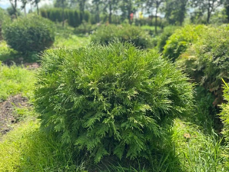 туя смарагд 50 см. туя даника ауреа. туя западная (thuja occidentalis woodwardii. туя 50. туя западная globosa aurea.