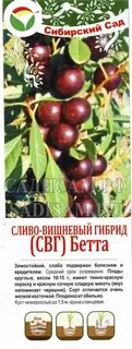 Бета сливово вишневый