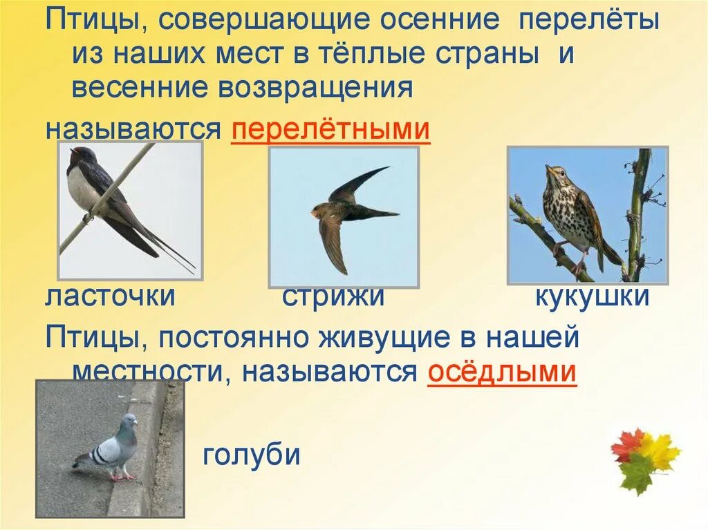 Жизнь птиц окружающий. Перелетные птицы стрижи и ласточки. стриж перелетная птица. сезонные явления в жизни ласточки. перелётные птицы названия стриж и ласточка.