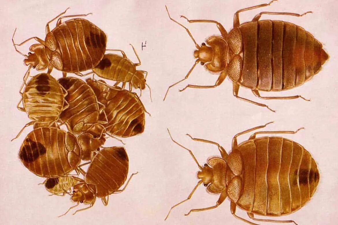 Types of Bed Bugs - Pest-Help.com
