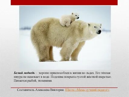 Почему белого медведя внесли в красную книгу