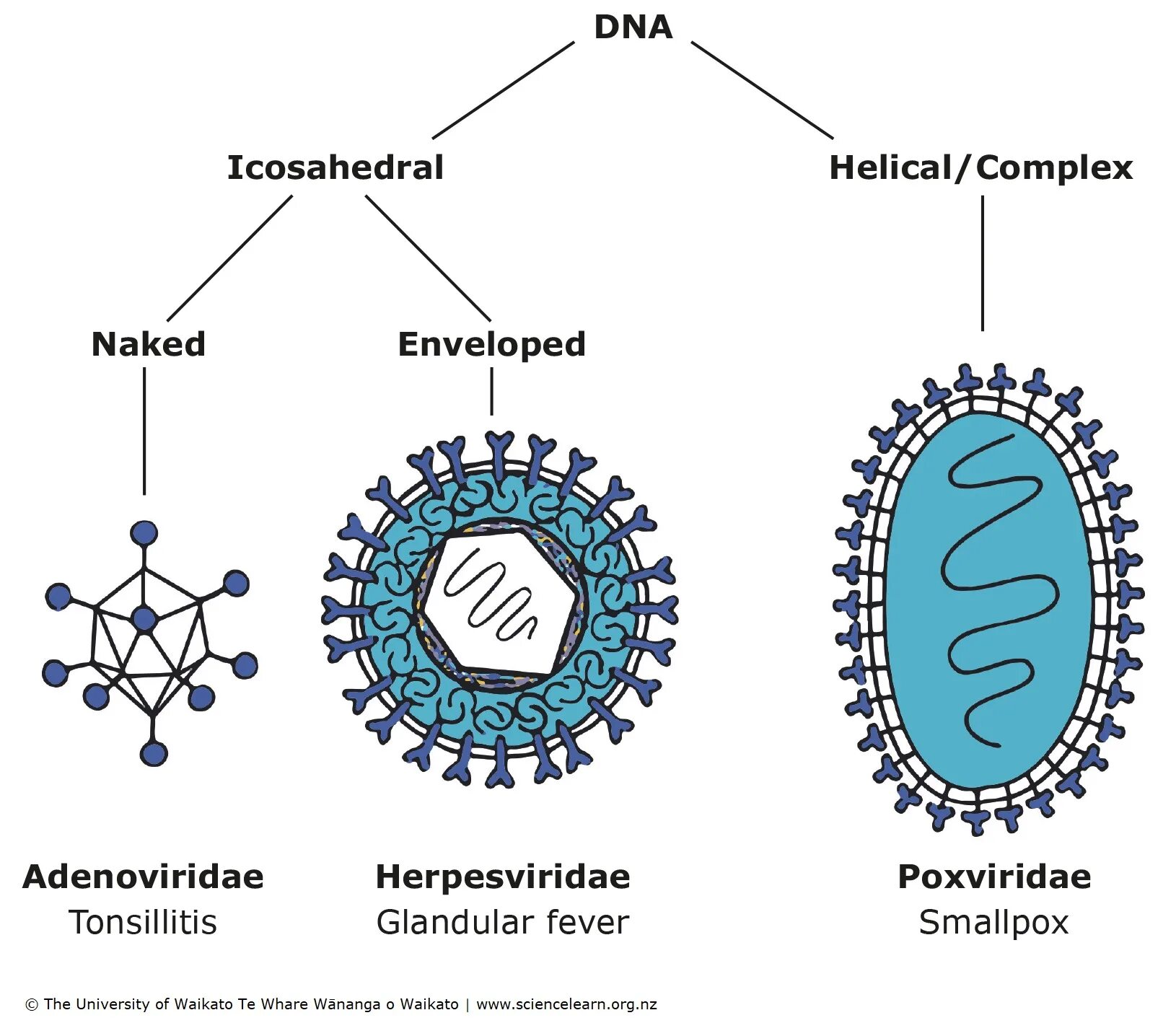 Make virus. Вирус DNA. ДНК вирус рисунок. Сегментированная ДНК вирусов. Встраивание вируса в ДНК.