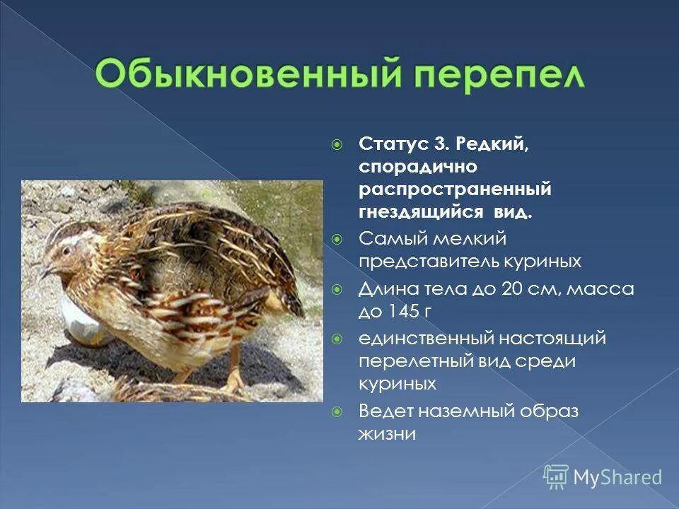 Породы перепелов. Перепела. Перепелка характеристика. Яйценосные породы перепелов. Маньчжурская порода перепелов.
