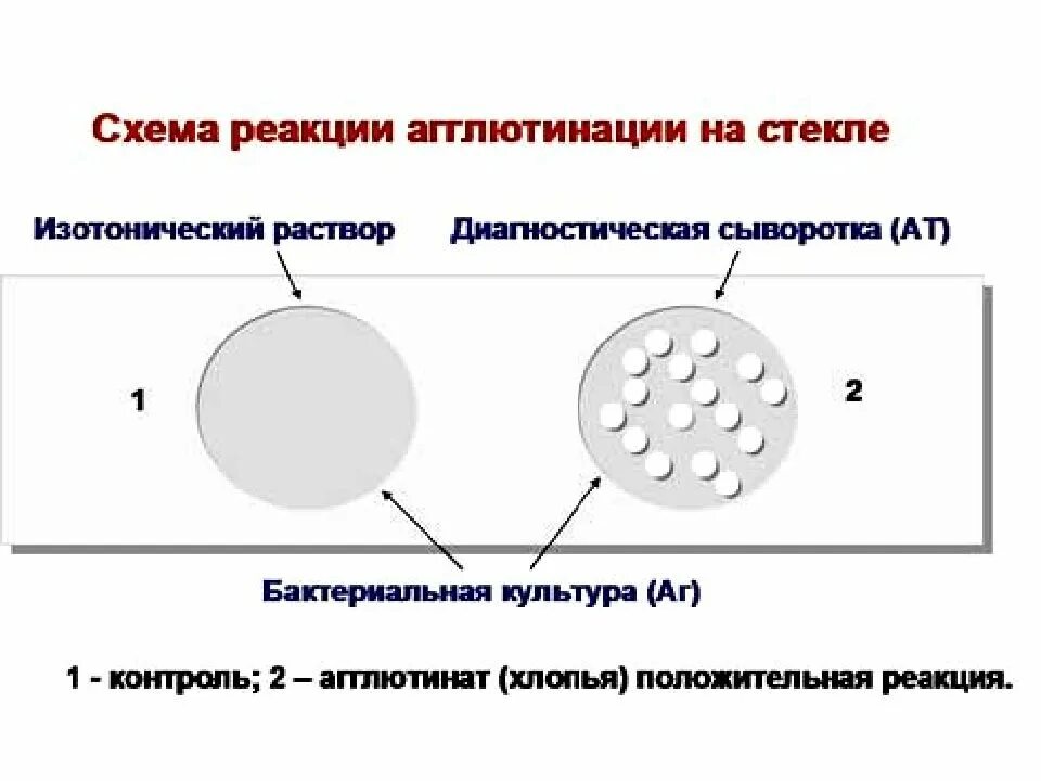 Какие серологические реакции. Серологические методы реакция агглютинации. серологические реакции схема. серологический метод реакции. фазы серологических реакций схема.