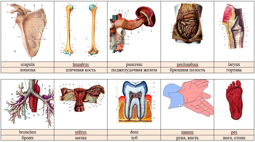 Дыхание латынь термин. Анатомия термины. Термины по анатомии человека. Медицинские термины анатомия. Основные положения и терминология анатомии.