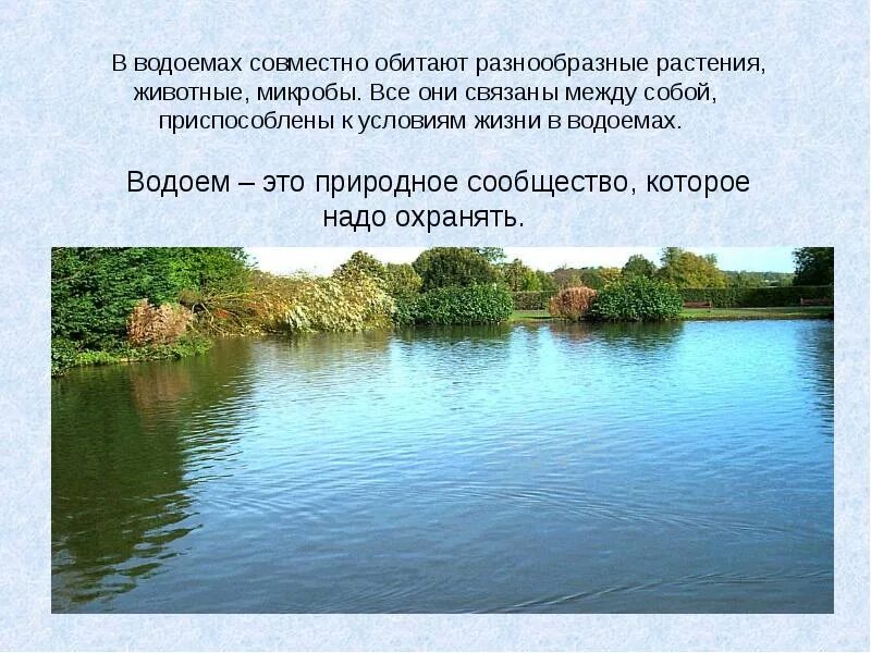 Рассказать о водоеме. Доклад о водоемах. Описание водоема. Сообщение по теме водоемы. Значение водоема в природе