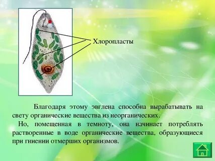 На свету эвглена