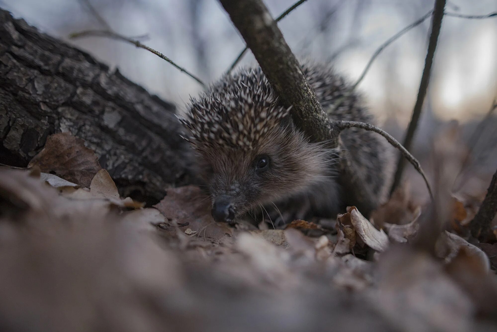 Ежик лезет. Ежик лезет. Обыкновенный ёж с ежатами. Ежик лезет. Ежик колется.