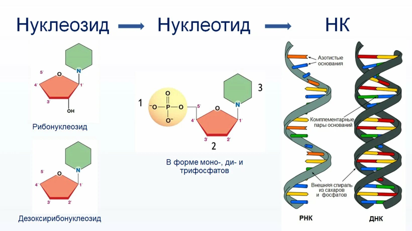 Нуклеоиды рнк. Строение нуклеиновые кислоты ДНК схема. Строение нуклеотида молекулы ДНК. Структура нуклеотидных кислот. Схема строения нуклеотида ДНК И РНК.