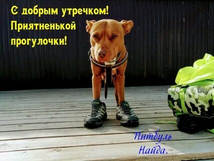 Доброе утро с забавными надписями