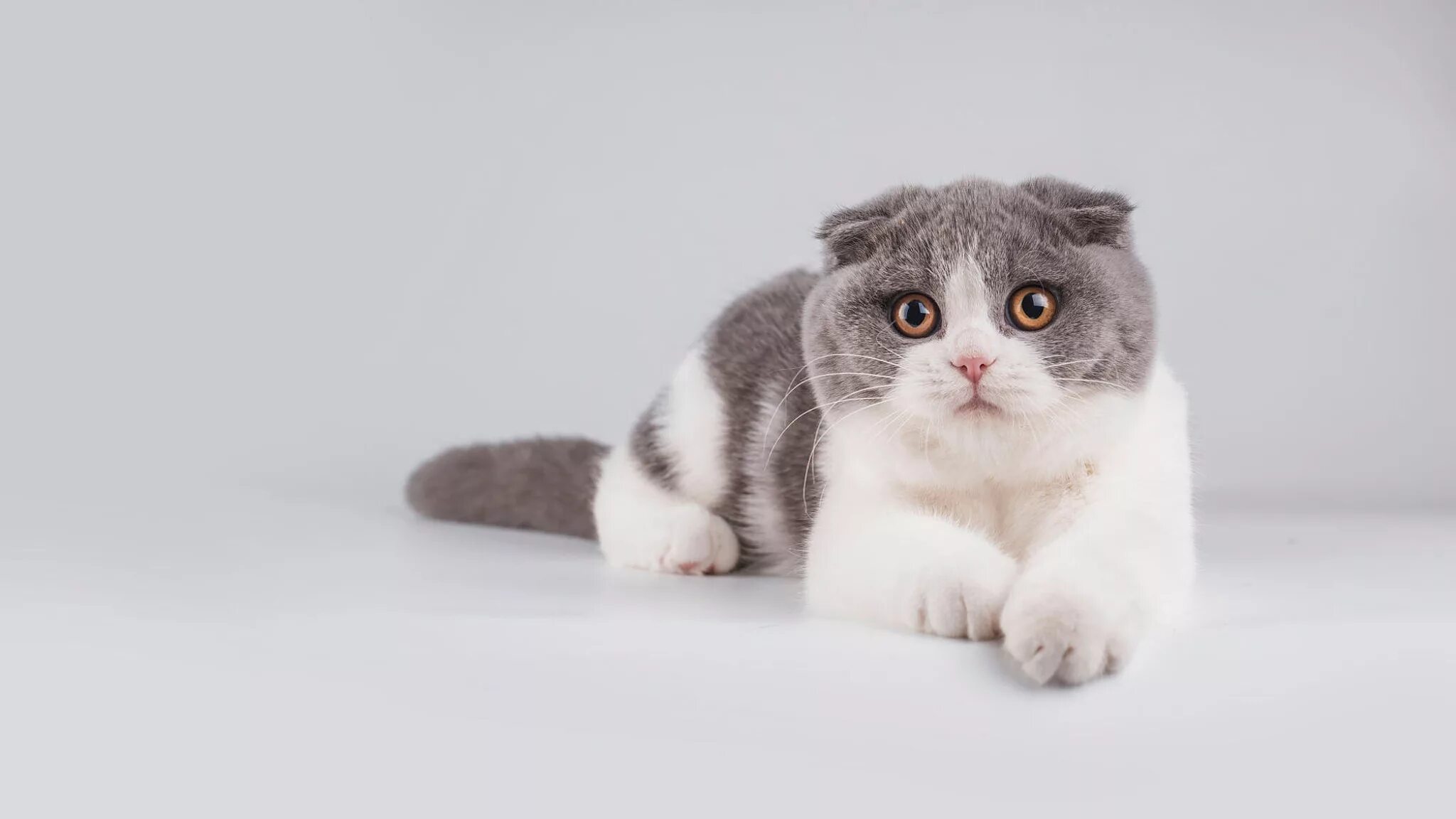 Короткошерстная вислоухая кошка фото Скоттиш фолд и скоттиш страйт: найдено 89 изображений