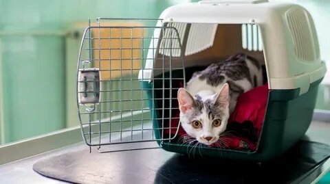Pets кошки