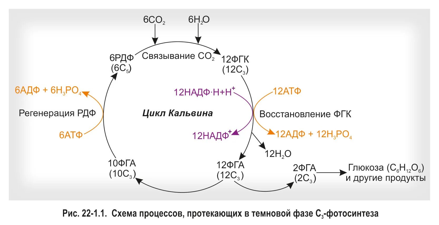 Темновая фаза синтез. C3-путь фотосинтеза (цикл Кальвина).. Цикл Кальвина с4. Темновая фаза цикл Кальвина. Цикл Кальвина биология 10 класс.