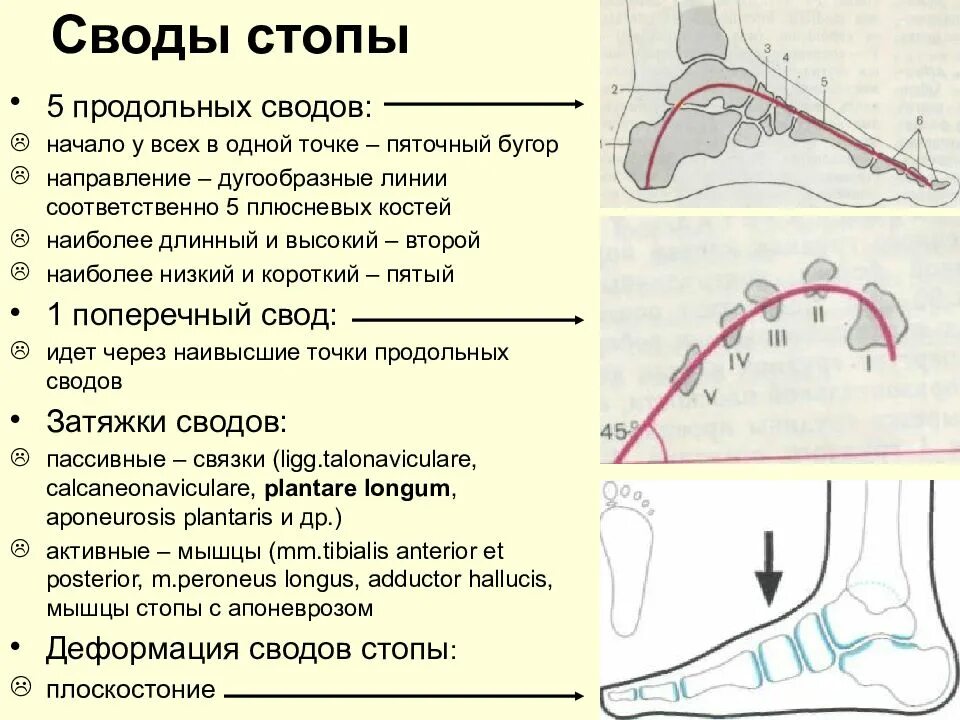 Пяточный бугор