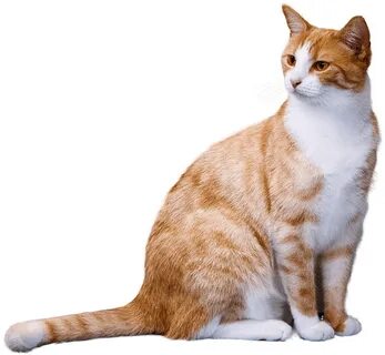 Cat Has Fleas, Animals Name In English, White Tabby Cat, Ausgestopftes Tier...