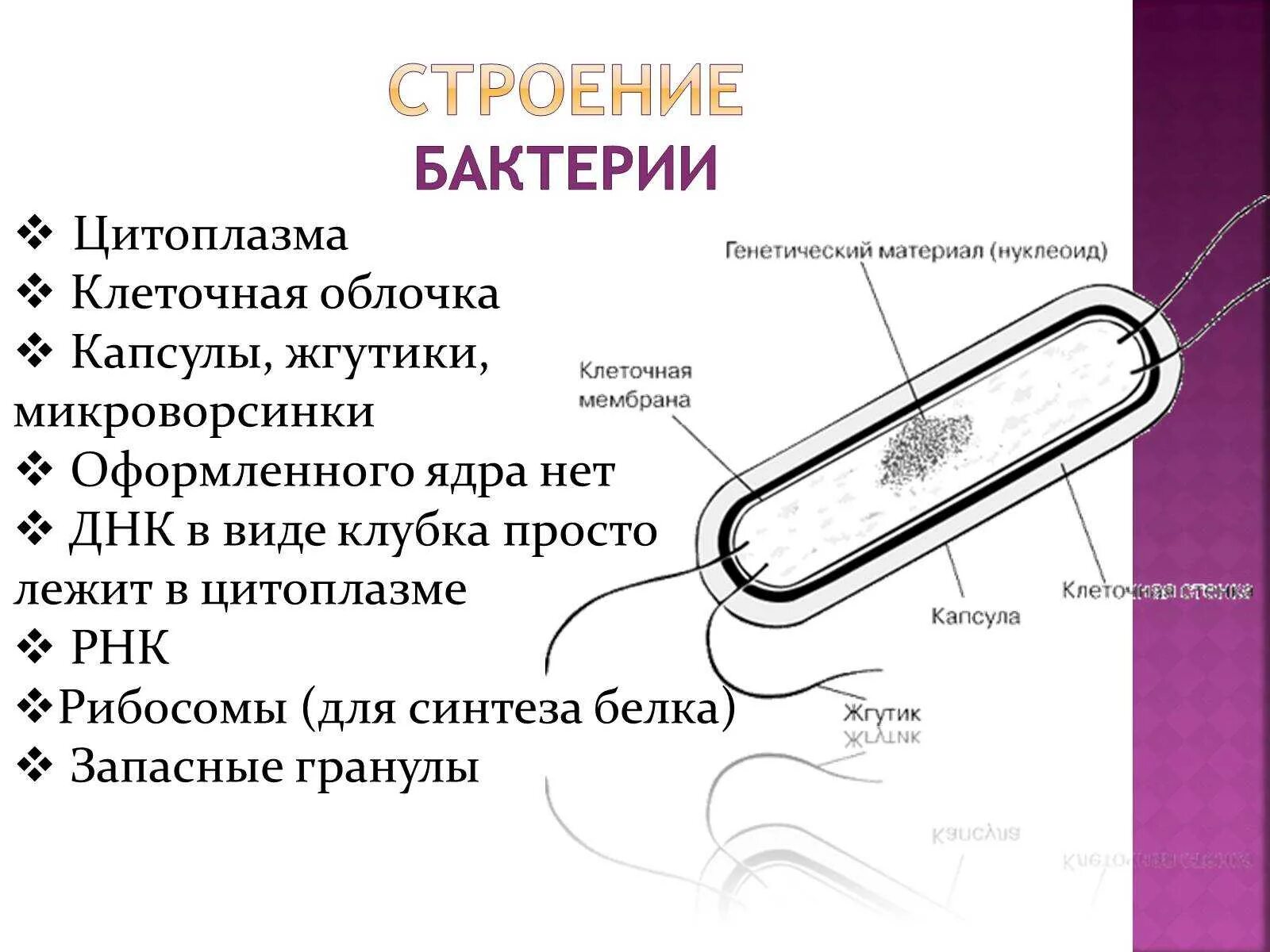 Бактерии содержит ядро. Строение цитоплазмы бактериальной клетки. Строение цитоплазмы бактерий. Строение бактерии с ядром. Структура цитоплазмы бактериальной клетки.