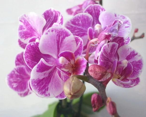 Images Gratuites : pétale, fermer, rose, flore, orchidée, œil, orchis, Macrophot