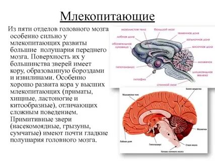 Передний мозг у млекопитающих какую функцию выполняет