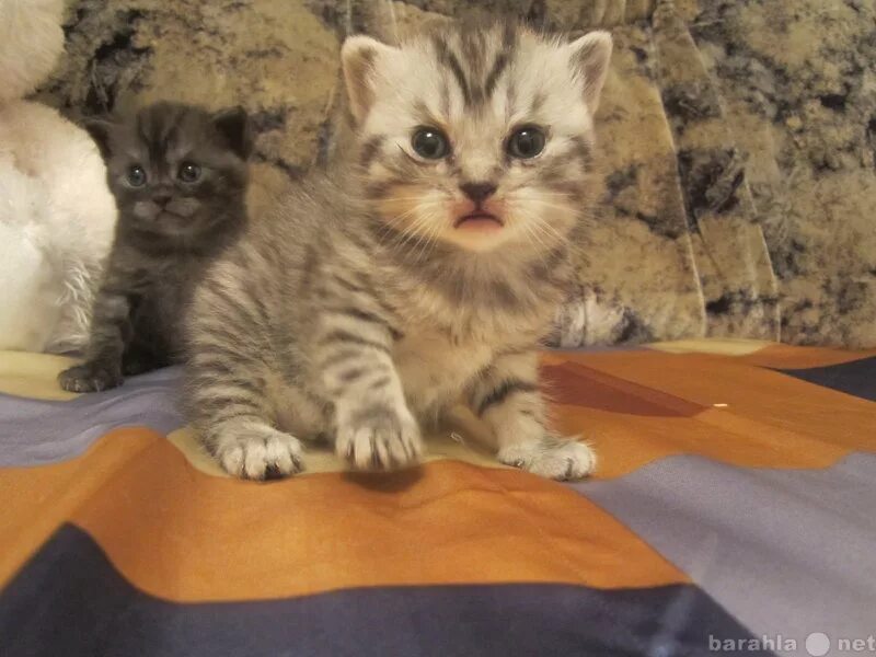 Куплю кошку в самарской. Породистого котенка даром. Породистые кошки даром. Котята на авито породистые. Котята Самара.