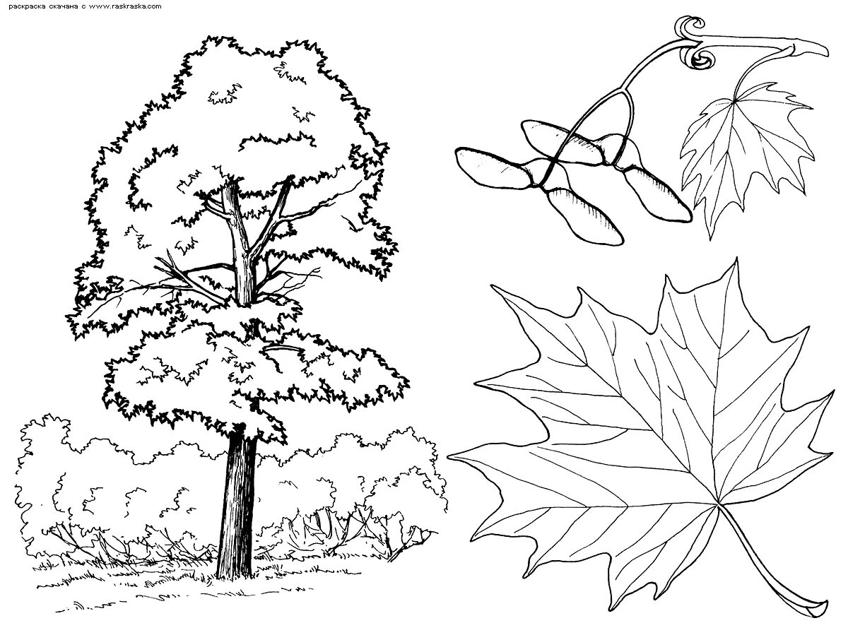 Как нарисовать клен карандашом. Дерево раскраска. Клен раскраска для детей. Раскраска дерево клен. Дерево раскраска для детей.