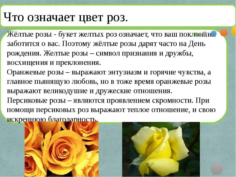 Сколько роз в россии. Что означают розы на языке цветов. Значимость цвета розы. Жёлтые розы на языке цветов. Что означают желтые розы.