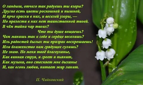 Я подарю вам ландыши песня