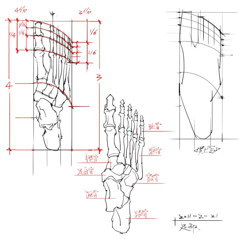 строение ступни снизу. строение стопы ребенка. строение ступни человека кости.